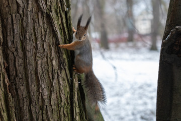 Red eurasian squirrel on the tree in the park, close-up.