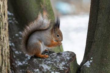 Naklejka na ściany i meble Red eurasian squirrel on the tree in the park, close-up.