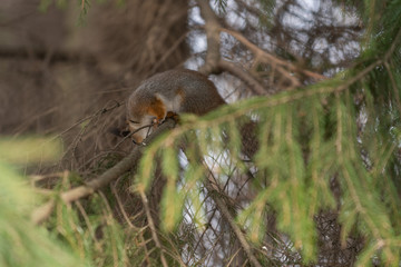 Red eurasian squirrel on the tree in the park, close-up.