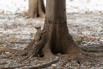Red eurasian squirrel on the tree in the park, close-up.