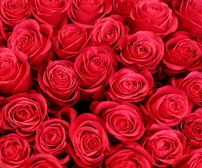 Beautiful roses as background, closeup. Floral decor