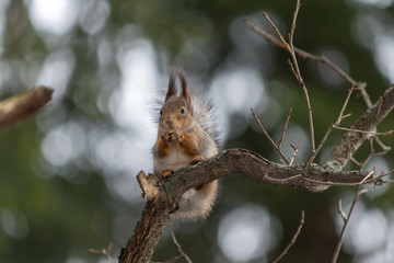 Red eurasian squirrel on the tree in the park, close-up.