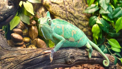  Vibrant green chameleon on a branch. Close-up. Reptile. (lat. Chamaeleo calyptratus) © Mashevur