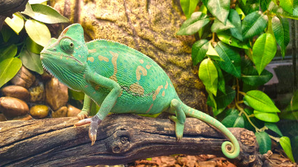 Vibrant green chameleon on a branch. Close-up. Reptile. (lat. Chamaeleo calyptratus)