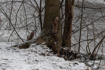 Red eurasian squirrel on the tree in the park, close-up.