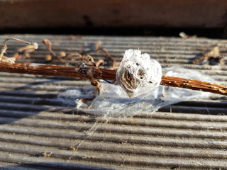 spider cocoon