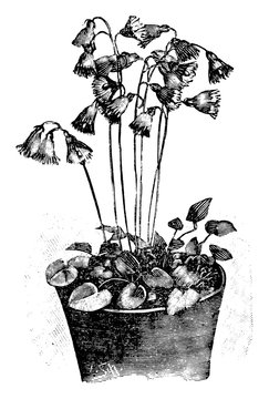 Antique vintage line art vector illustration, engraving or drawing of soldanella alpina or snowbell flower in pot.
