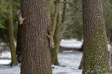 Red eurasian squirrel on the tree in the park, close-up.