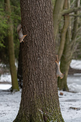 Red eurasian squirrel on the tree in the park, close-up.