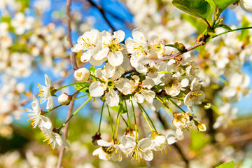 cherry twig in bloom on blue sky background