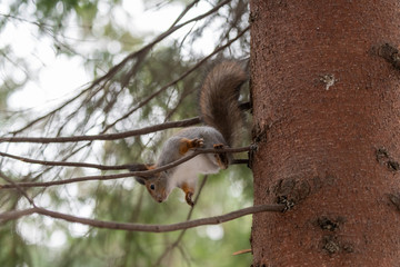 Red eurasian squirrel on the tree in the park, close-up.