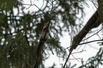 Red eurasian squirrel on the tree in the park, close-up.
