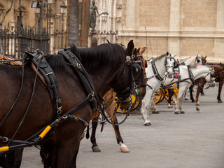 Naklejka na ściany i meble Horse Rides in a Spanish City