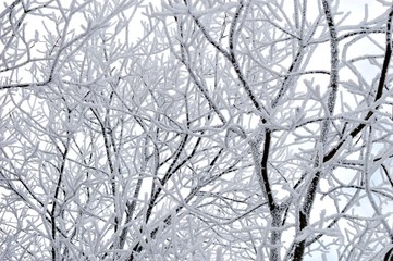 branches of wood covered with snow