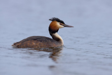Crested grebe  - Mergulhão crista -  Podiceps cristatus