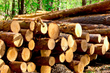 Bunch of felled and cut trees. Piled pine trunks