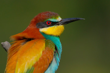 European Bee eater - Merops Apiaster - Abelharuco