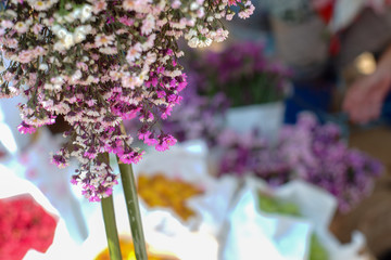 purple flowers in the garden