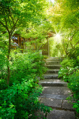 Fototapeta premium nice lighting with green leaf and small road to the house