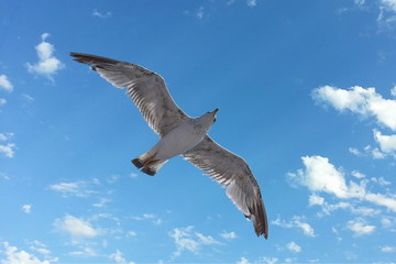 Flying seagull overhead on the blue sky with open wings