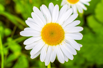 Obraz premium close up daisy in green grass