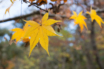 紅葉