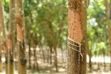 Rubber tree