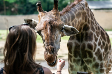 Young women feeding Giraffe.