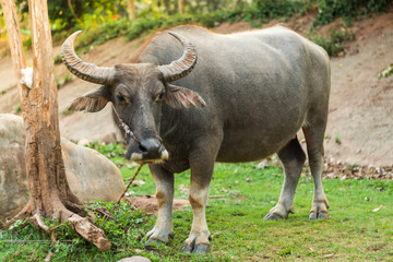 Buffalo in the field