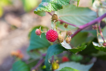 Ripe red raspberries hanging on a bush