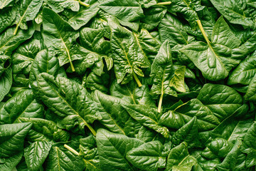 Spinach Leaves Pile Background - Fresh Green Nature Backdrop