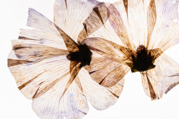 dry flowers on the white background