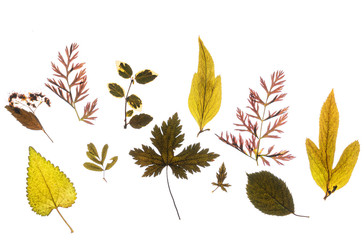 dry leaves on the white background
