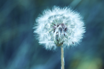 Macro of a small wildflower dandelion head on artistic green background