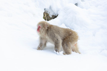 Young Japanese macaque looking for food in snowy mountains