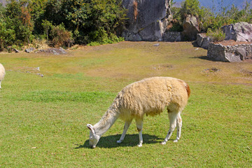 Llama