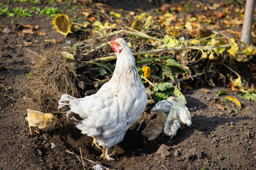 A chicken with chickens sits on the ground in a garden in the village. Close-up.