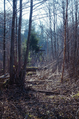 a passage cut through a forest to a hunting tower in the distance near a fir tree