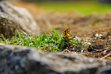 Nature