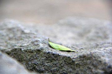 Leaf