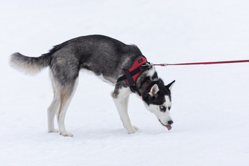 Fototapeta na wymiar Beautiful siberian husky malamut dog playing in the snow