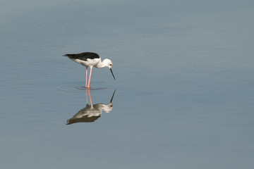 Reflection of a Black-winged Stilt (Himantopus himantopus), is seen in the still waters of a lagoon, where this wader with very long legs has been busy fishing.