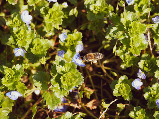 Petites fleurs bleues de Véronique de Perse (Veronica persica) visitées par une abeille attirée...