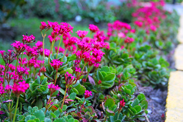 Obraz premium Garden with flowers