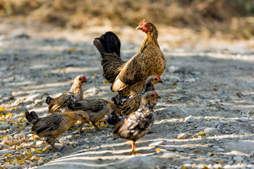 Colourful mother hen with baby chickens in the golden light of the autumn, Buzau,Romania