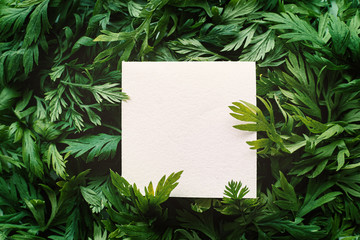 Empty Square Paper on Fresh Green Carrot Leaves Pile. Nature Concept - Background for Creative Designs with Blank Frame for Texts.
