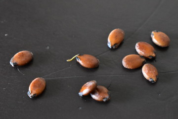 Water melon Seeds with dark brown back ground 