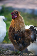 Odd-looking chickens move freely around the farm of farm animals.