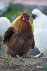 Odd-looking chickens move freely around the farm of farm animals.