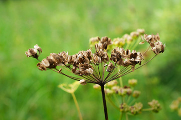 bee on a flower